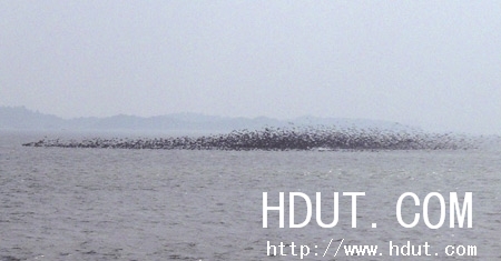 Www.Hdut.Com