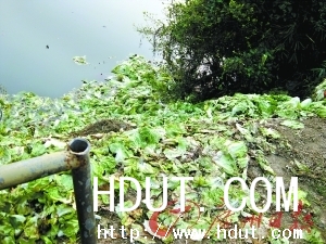 Www.Hdut.Com